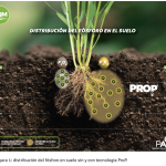 Cómo lograr una fertilización fosfórica eficiente y sostenible