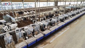 CRV presenta FeedExcel: Mejora de la eficiencia alimentaria para garantizar una ganadería lechera sostenible y rentable