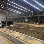 Uso de sales aniónicas en dietas para vacas preparto Beneficios y consideraciones prácticas
