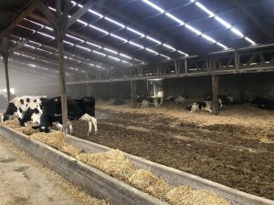 Uso de sales aniónicas en dietas para vacas preparto Beneficios y consideraciones prácticas