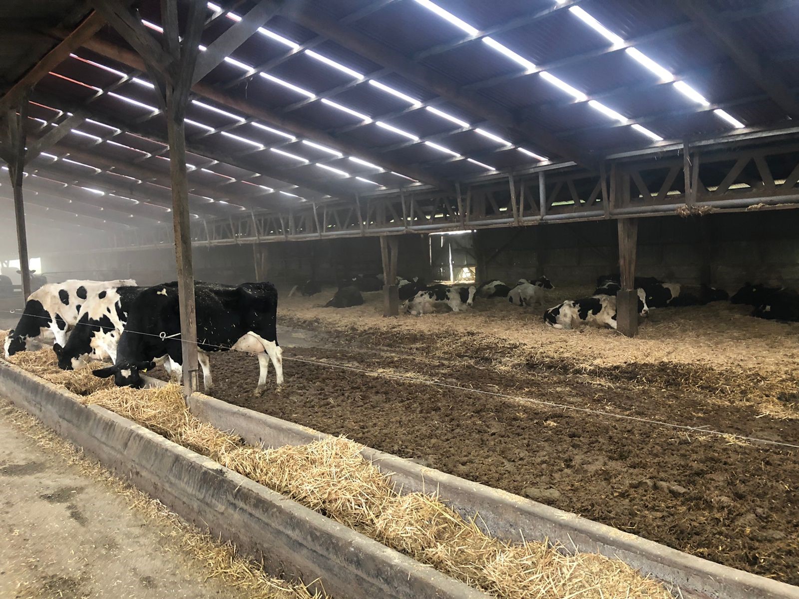 Uso de sales aniónicas en dietas para vacas preparto Beneficios y consideraciones prácticas