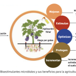 Rol de los microorganismos benéficos en la agricultura