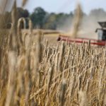 Centeno híbrido de KWS el grano eficiente para la agricultura actual