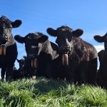 Piensa antes de Genotipar