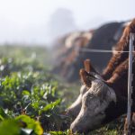 KWS:La revolución de la remolacha azucarera en la alimentación de vacas lecheras.