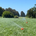 Impacto del Riego en la Calidad del Forraje y la Producción de Leche