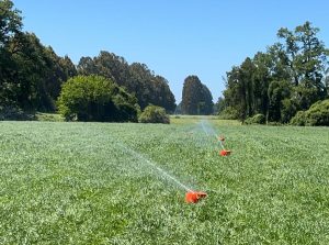 Impacto del Riego en la Calidad del Forraje y la Producción de Leche