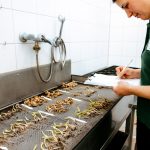KWS lidera el cambio en la innovación global de la mejora genética del Raps