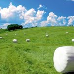 Silo bolo o silo parva: ¿Qué método usar?, ¿Tienen la misma calidad nutricional?