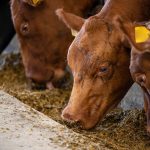 Factores que afectan la calidad nutricional de los ensilajes de maíz