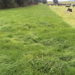 Nos Recomiendan: Mathis Epple Fundo Futacuhin