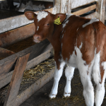 Destete de terneros: claves a considerar