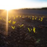 Fertilizantes Minerales Fosfóricos