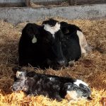 Leche de transición ¿por qué aprovechar este recurso en la alimentación de terneros?