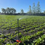 Factor principal de sistemas de riego por cobertura total El rendimiento de los aspersores Nelson