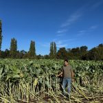 Brassicas Forrajeras: Suplementación clave en épocas críticas 