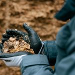 La revolución de la Remolacha Azucarera en la alimentación de vacas lecheras