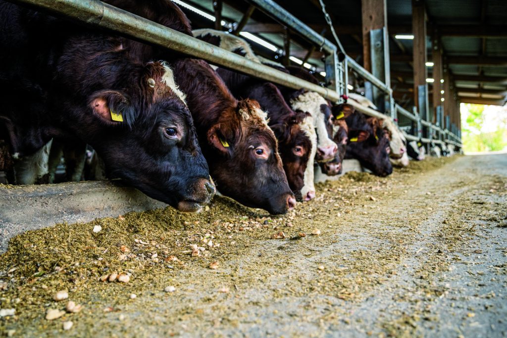 KWS1119_feedbeet_RT35261