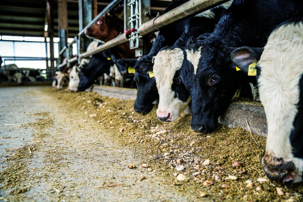 KWS1119_feedbeet_RT35283