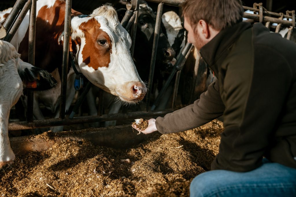 KWS1123_KWS-Feedbeet-silage_050