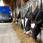 ¿Tu ganado come bien? Descubre el poder de una buena mezcla