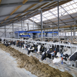 Bienestar Animal en Lecherías Robóticas