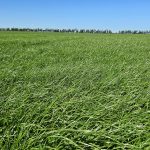 Azufre en el suelo: disponibilidad para la planta