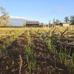 Cómo enfrentar la degradación de praderas perennes: Estrategias técnicas para una ganadería más rentable y sostenible
