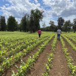 Bioestimulación vegetal como herramienta productiva en la agricultura chilena