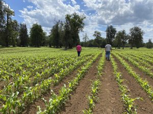 Bioestimulación vegetal como herramienta productiva en la agricultura chilena