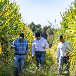 Cómo la luz solar determina el éxito de tu cultivo