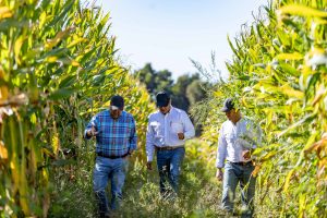 Cómo la luz solar determina el éxito de tu cultivo