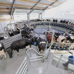 El negocio de ordeñar bien: eficiencia que se traduce en rentabilidad