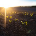 El nutriente olvidado en los suelos del sur de Chile