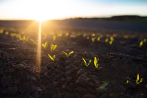 El nutriente olvidado en los suelos del sur de Chile