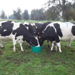 Minerales esenciales para el ganado, claves para una alimentación balanceada