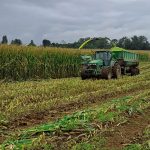 Aspectos del ensilaje de maíz que suman o restan litros de leche en el estanque (Parte 1)