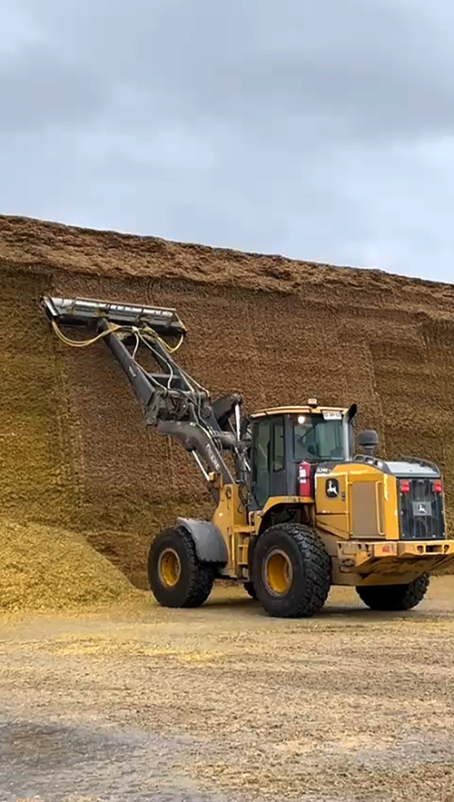 Aspectos del ensilaje de maíz que suman o restan litros de leche en el estanque (Parte 2)