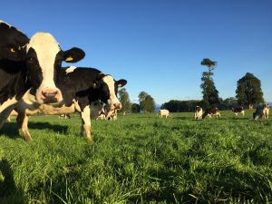 Más Eficiencia, Mejor Calidad y Menos Huella de CarbonoLa Evolución de la Fertilización Nitrogenada en Praderas del Sur de Chile