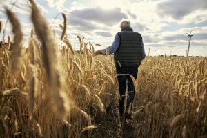 Centeno Híbrido Una Revolución Técnica para la Rotación de Cultivos y Nutrición Animal en Chile