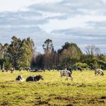 Más que análisis de suelo Servicios analíticos, respaldo técnico y calidad validada al servicio de una agricultura más productiva y sustentable