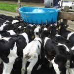 Impacto sanitario del uso de leche de descarte en la alimentación de terneros