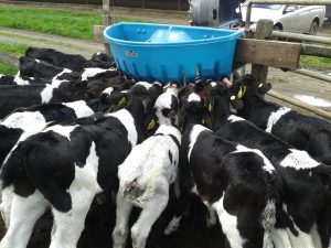 Impacto sanitario del uso de leche de descarte en la alimentación de terneros