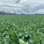Cultivo de raps: establecimiento, fertilidad y rotación, tres pilares para alcanzar altos rendimientos