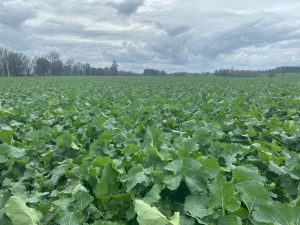 Cultivo de raps: establecimiento, fertilidad y rotación, tres pilares para alcanzar altos rendimientos