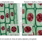 Diploides vs. Tetraploides: ¿Cómo elegir la ballica ideal para su sistema productivo?