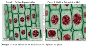 Diploides vs. Tetraploides: ¿Cómo elegir la ballica ideal para su sistema productivo?