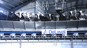 Flow-Responsive™ Milking: Cuando la máquina se adapta al potencial de cada vaca